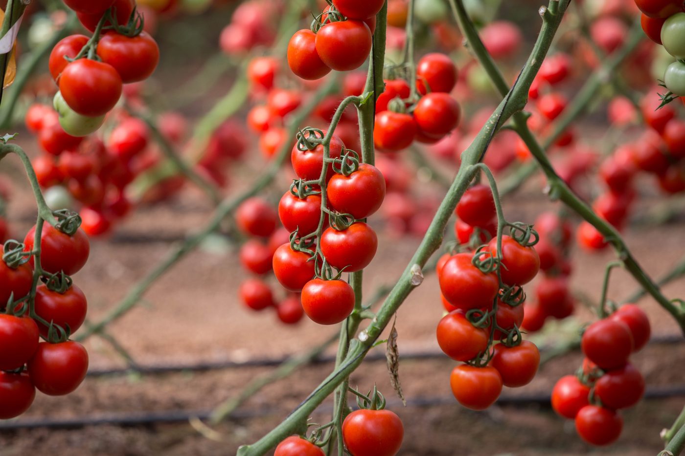 Cherry tomato vines carrying ripe clusters in a commercial greenhouse
