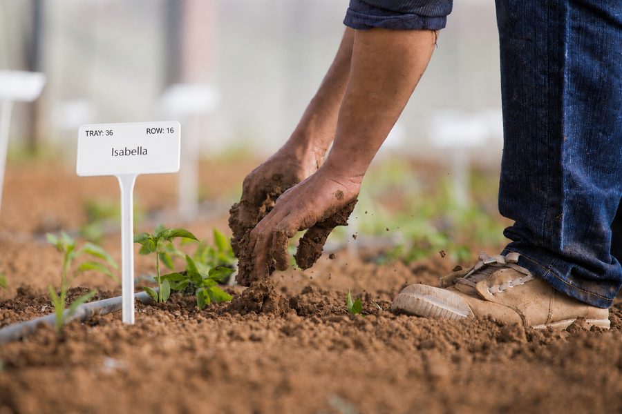 Seedlings being planted in a trial plot beside variety identification markers