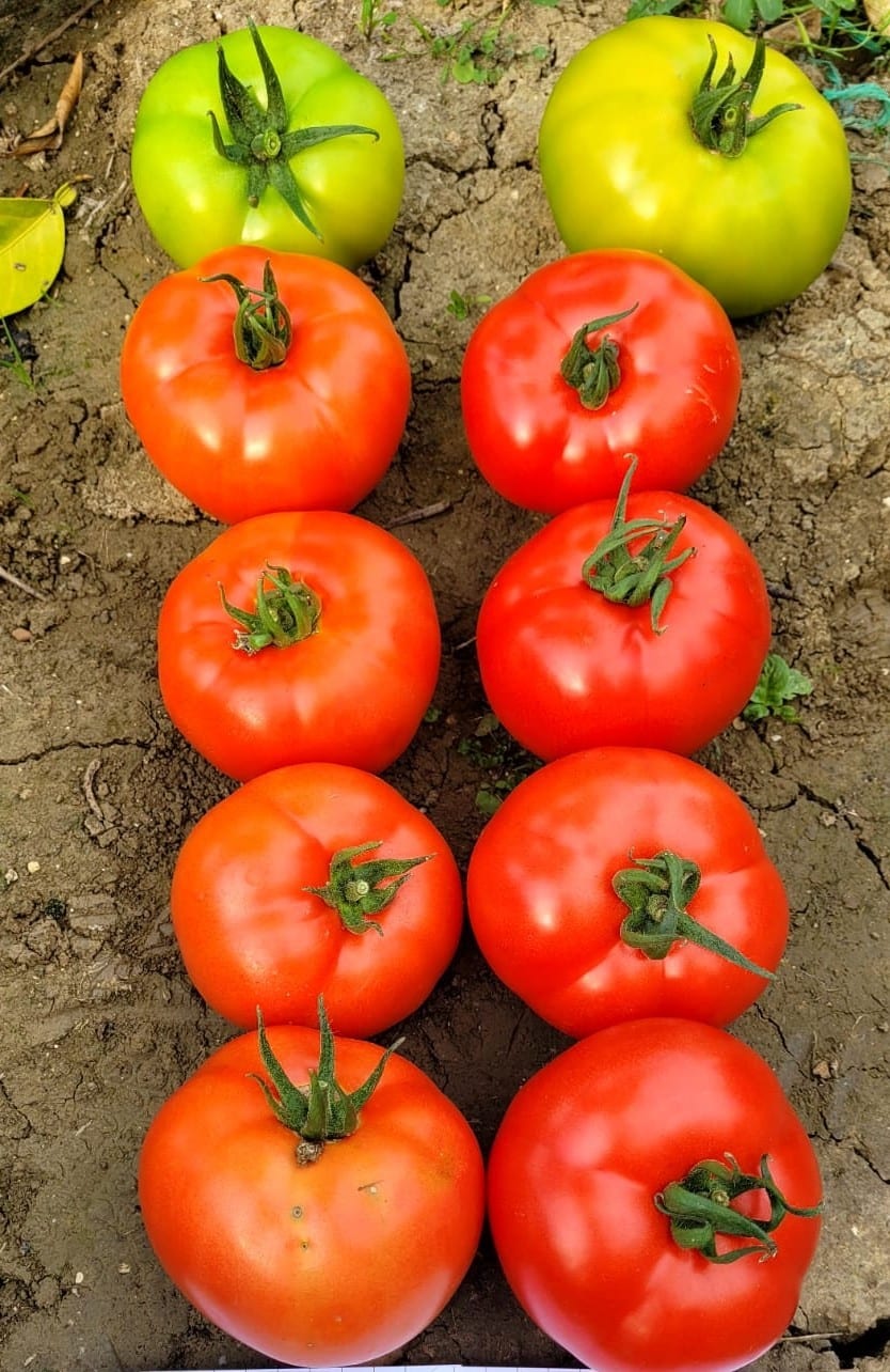 Adriana Tomato Round I Single — view 2 of 2
