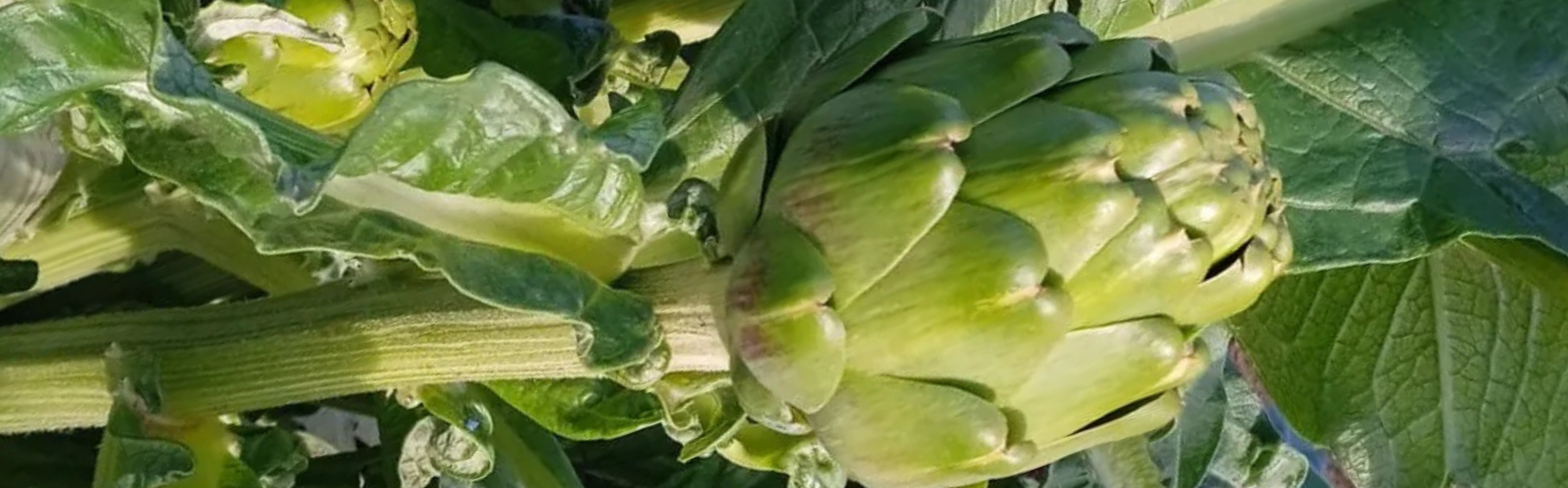 AGA22 Artichoke Green — ripe fruit, Agriva Seeds variety