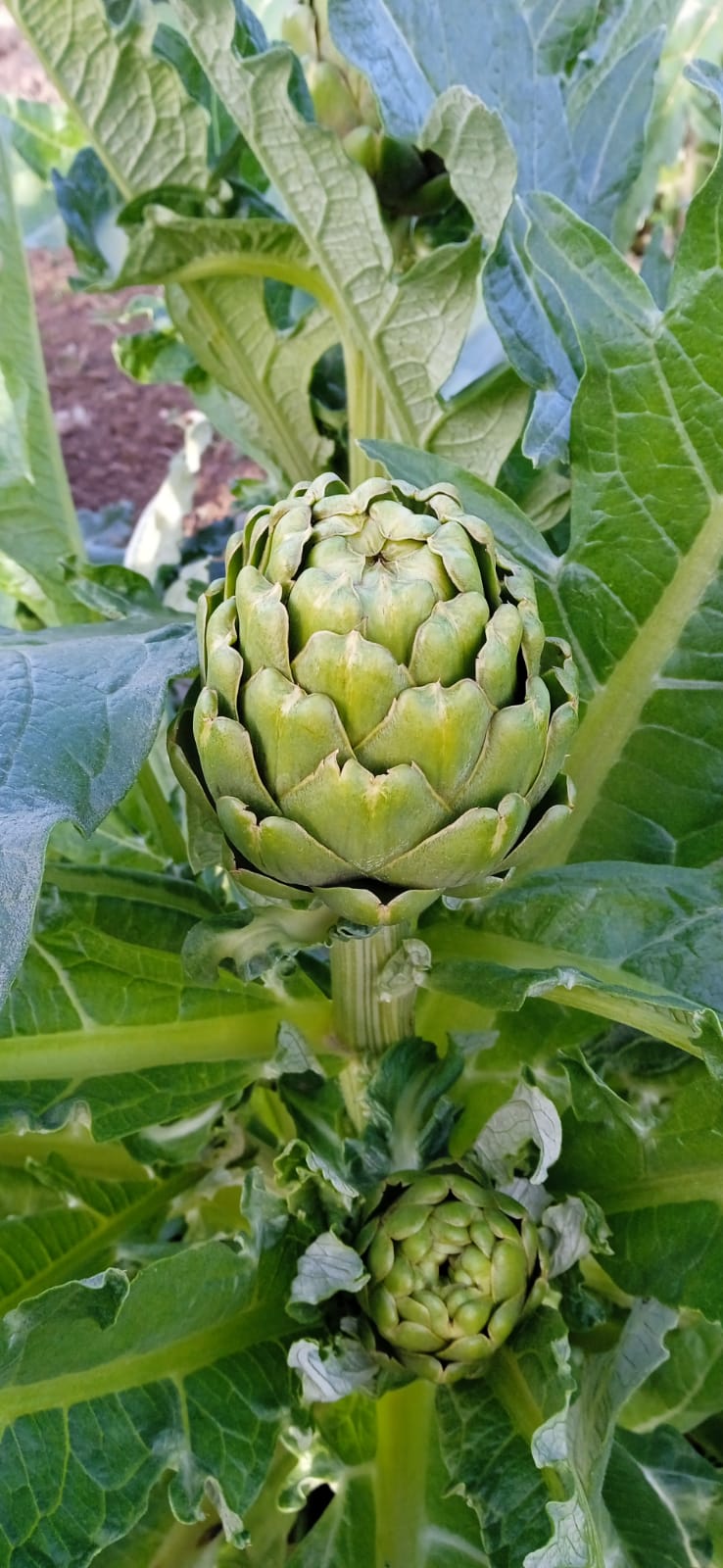 AGA22 Artichoke Green — view 3 of 5