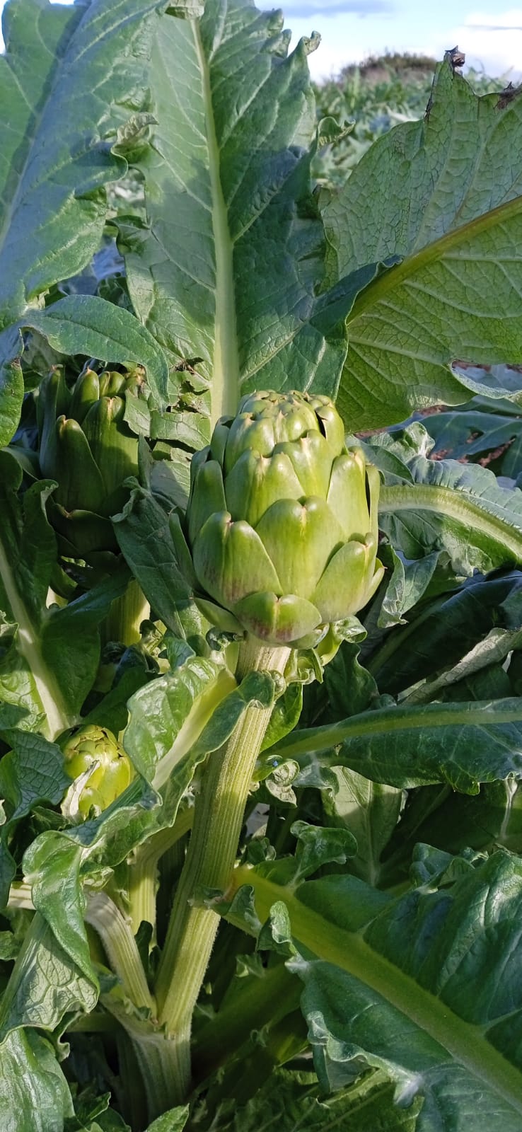 AGA22 Artichoke Green — view 5 of 5