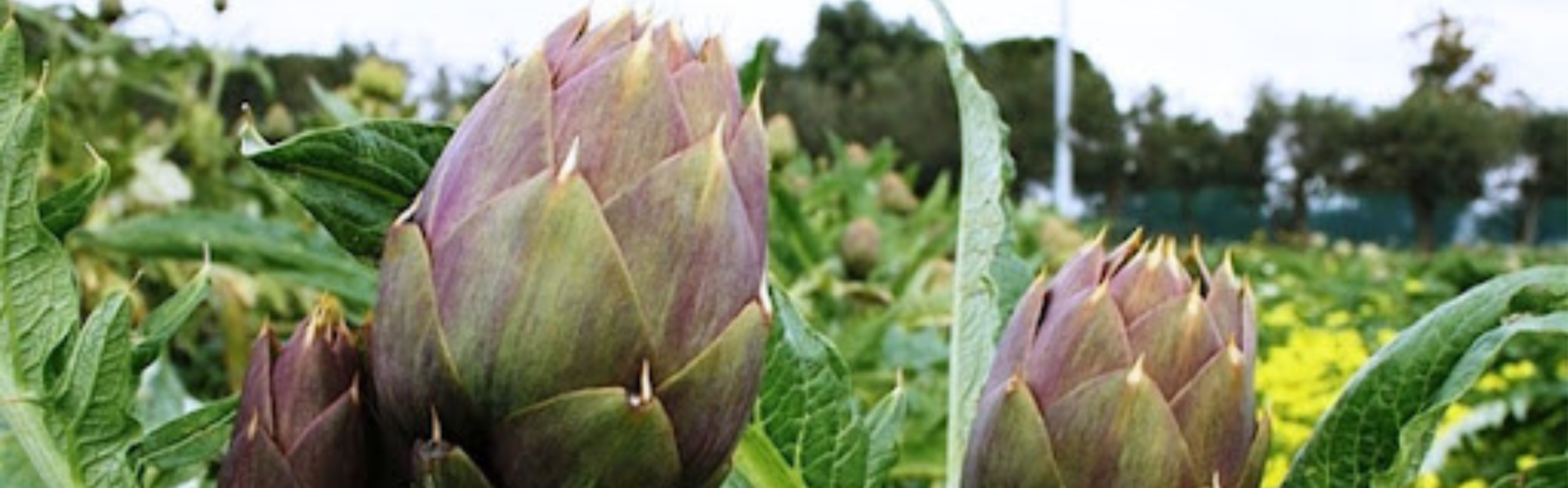AGA24 Artichoke Violet — ripe fruit, Agriva Seeds variety