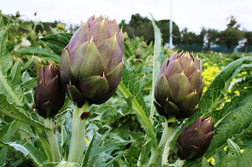 AGA24 Artichoke Violet — view 2 of 3