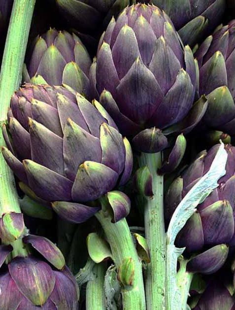 AGA24 Artichoke Violet — view 3 of 3
