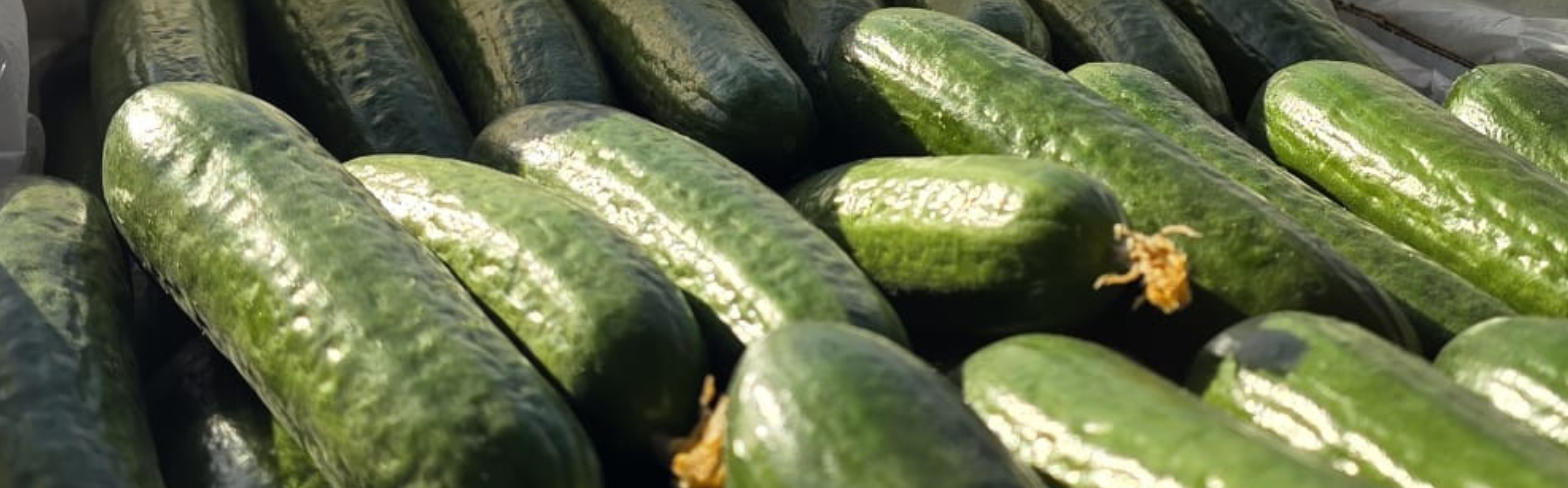 AGC81 Cucumber Beit Alpha — ripe fruit, Agriva Seeds variety