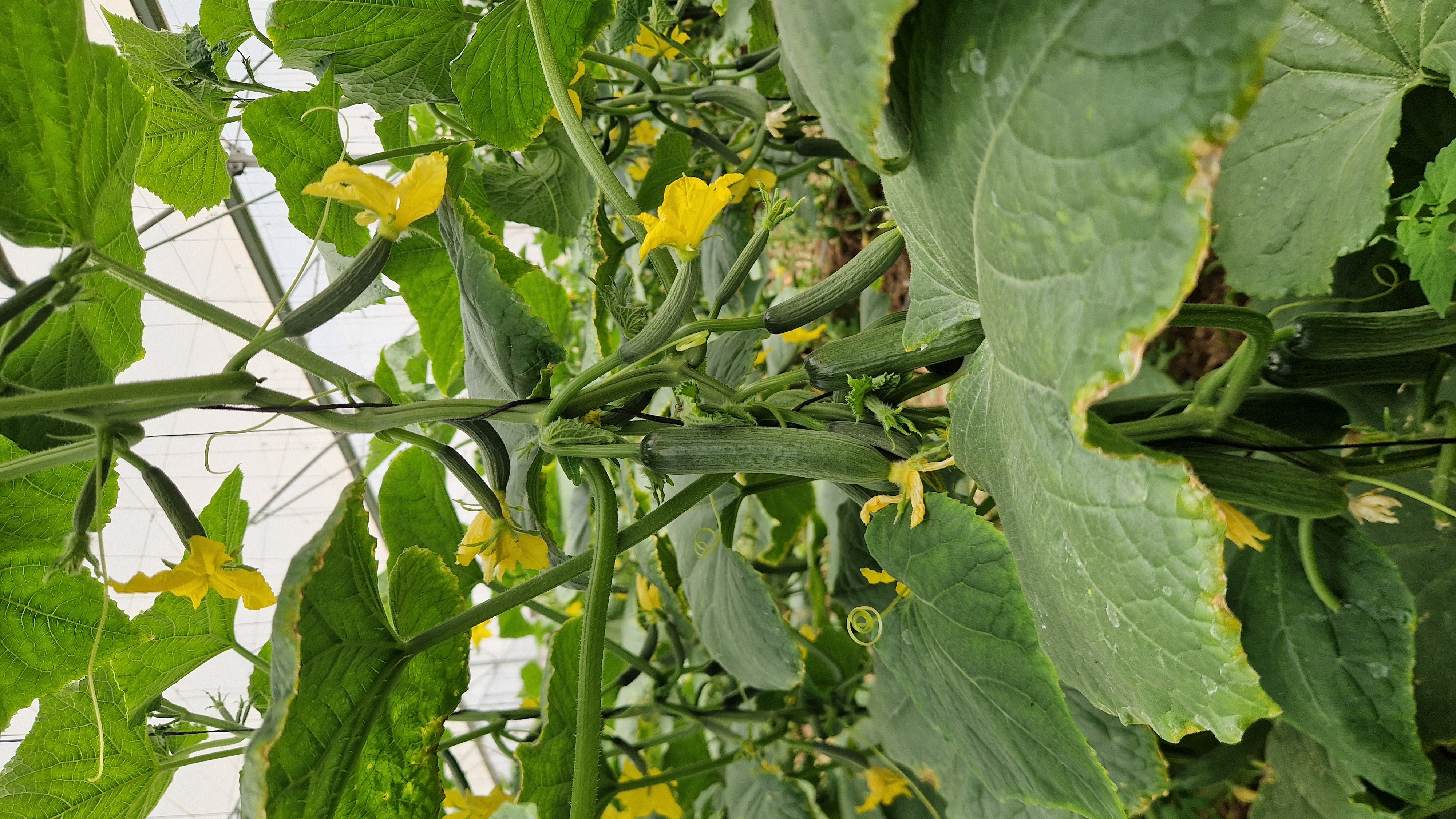 AGC81 Cucumber Beit Alpha — view 2 of 3