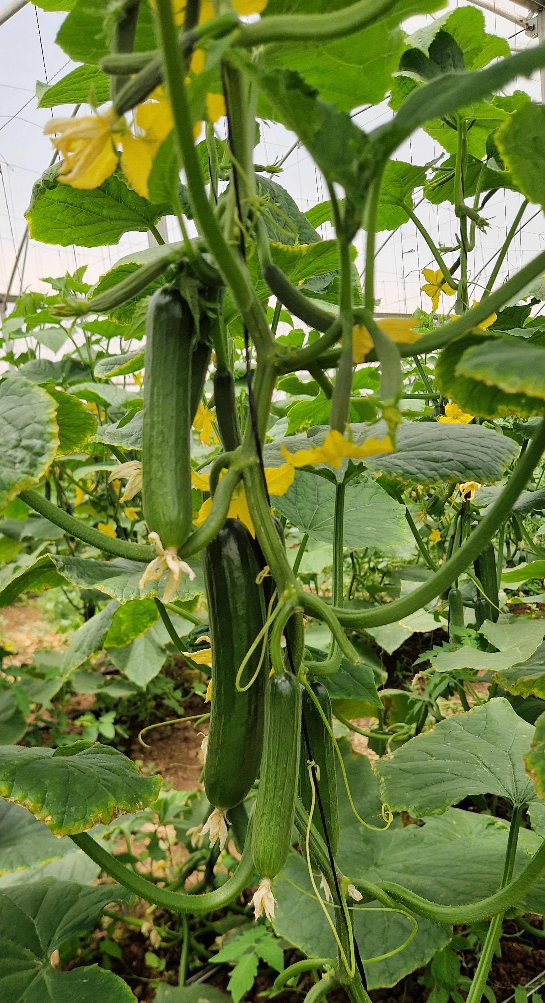 AGC81 Cucumber Beit Alpha — view 3 of 3