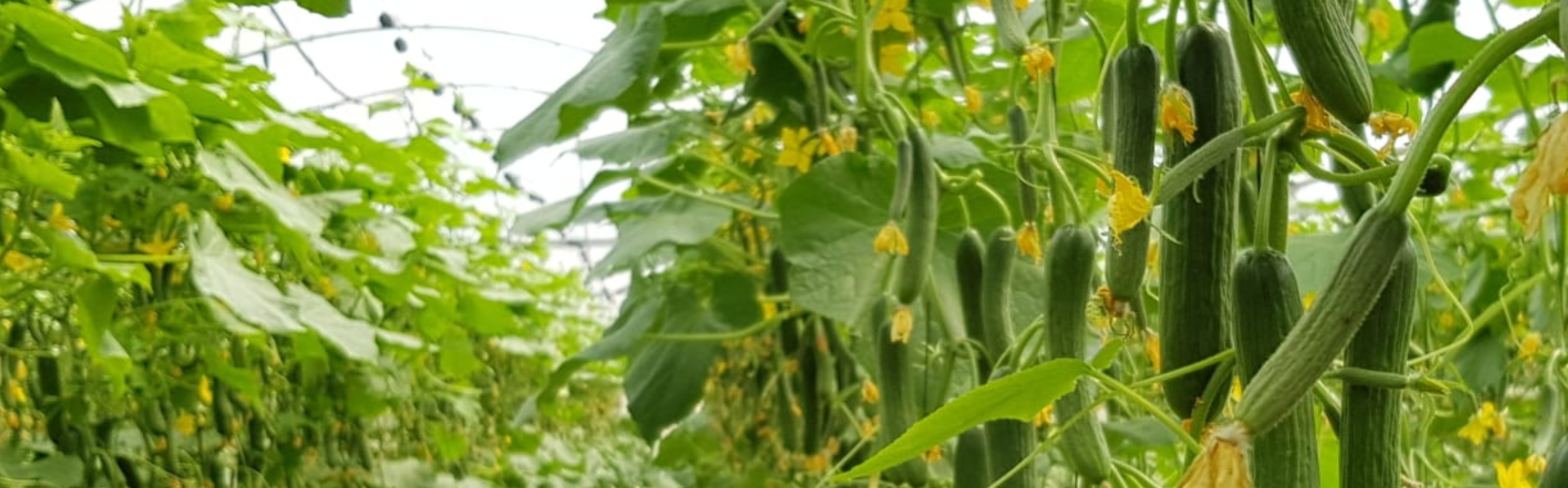 AGC82 Cucumber Beit Alpha — ripe fruit, Agriva Seeds variety