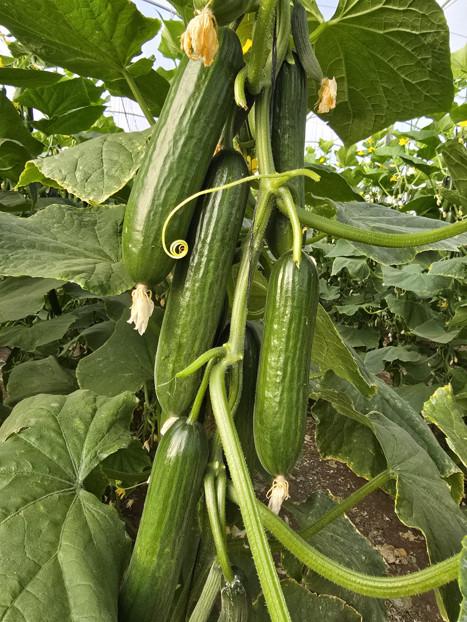 AGC82 Cucumber Beit Alpha — view 2 of 6