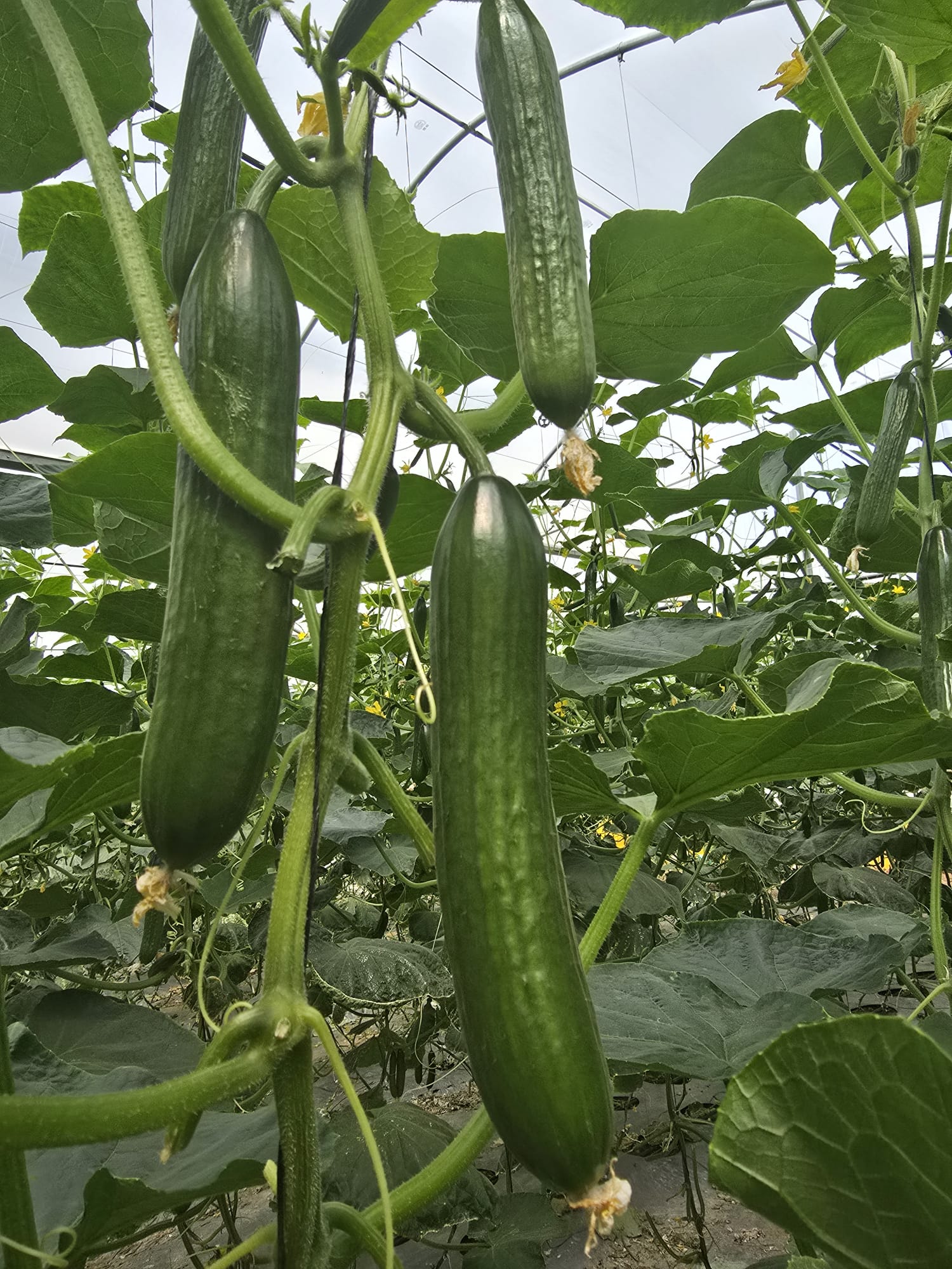 AGC82 Cucumber Beit Alpha — view 3 of 6