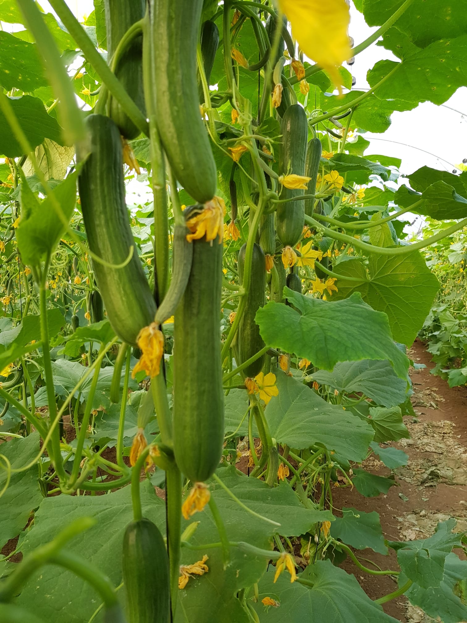 AGC82 Cucumber Beit Alpha — view 4 of 6