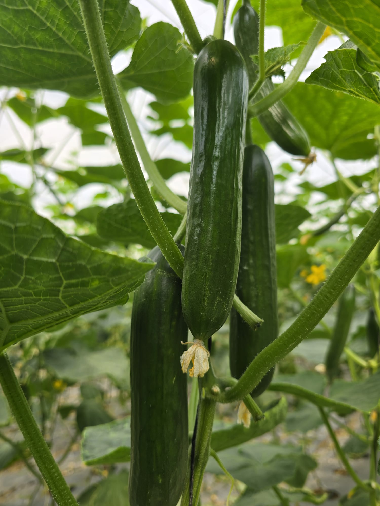 AGC82 Cucumber Beit Alpha — view 5 of 6