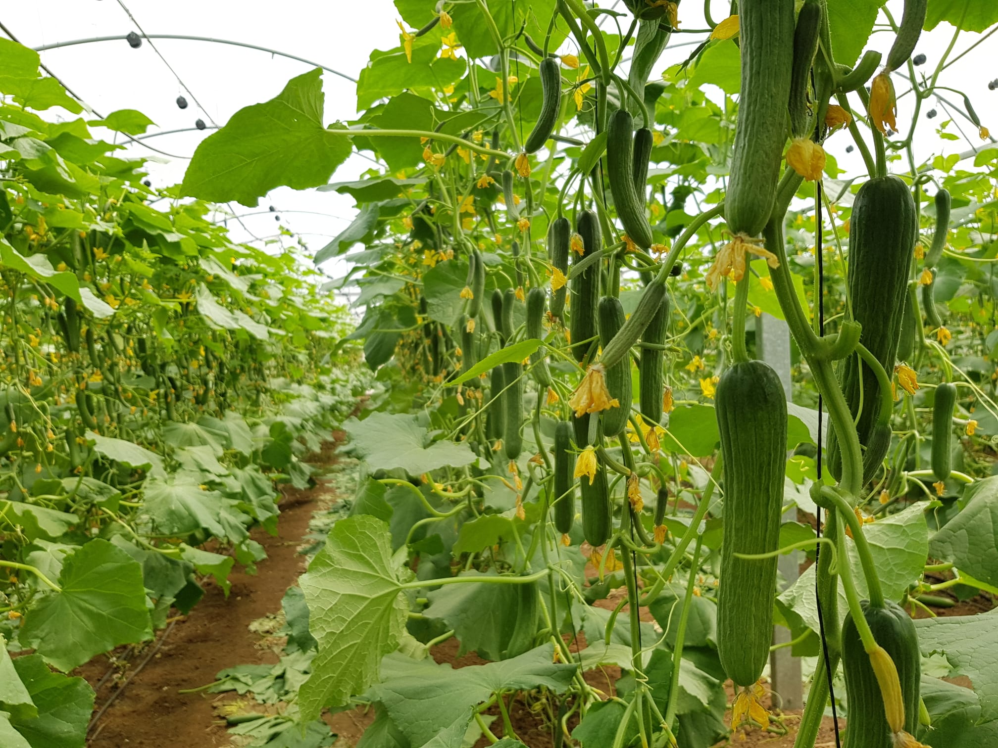 AGC82 Cucumber Beit Alpha — view 6 of 6