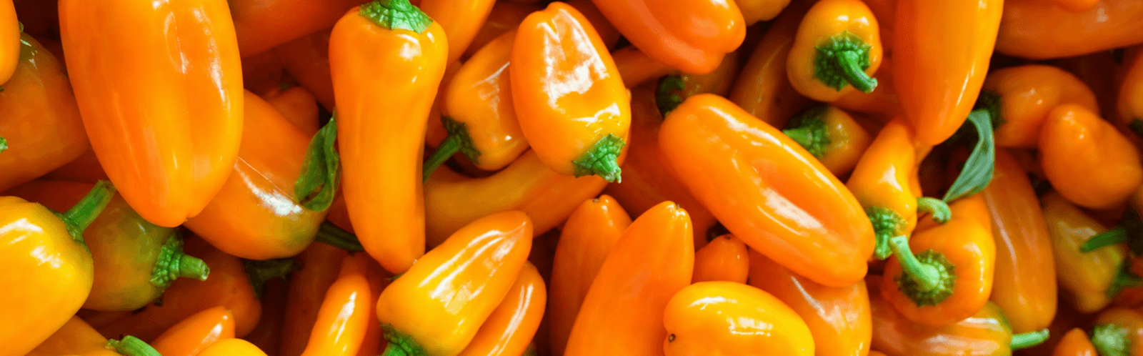 AGP052 Mini Pepper Orange — ripe fruit, Agriva Seeds variety