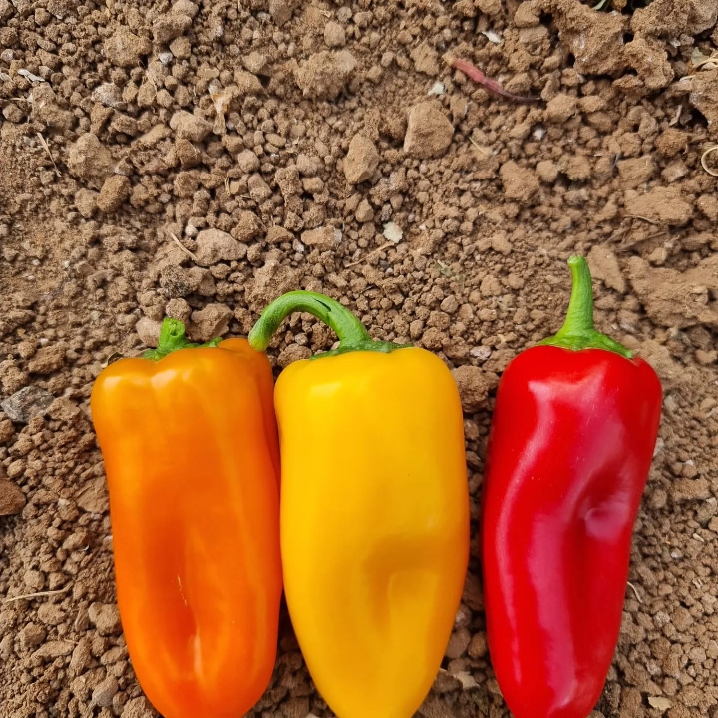 AGP052 Mini Pepper Orange — view 2 of 3