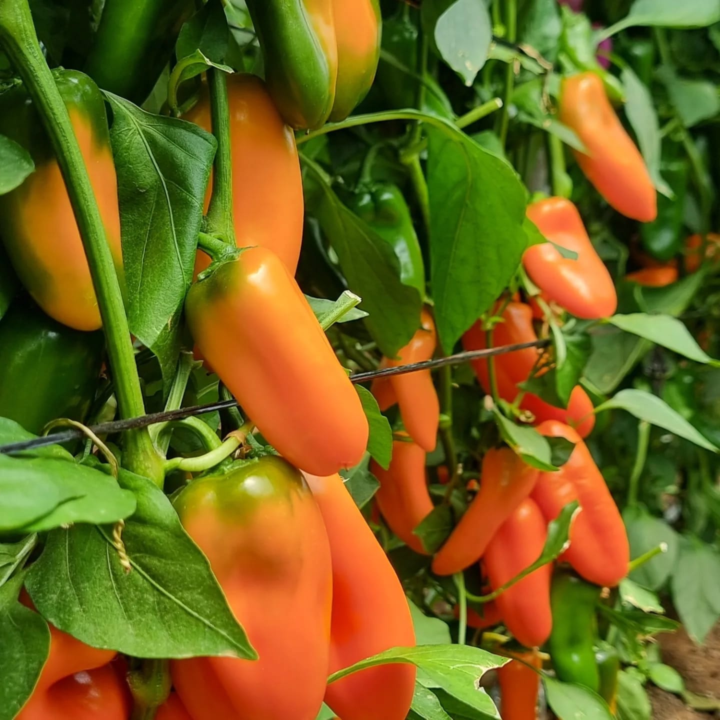AGP052 Mini Pepper Orange — view 3 of 3