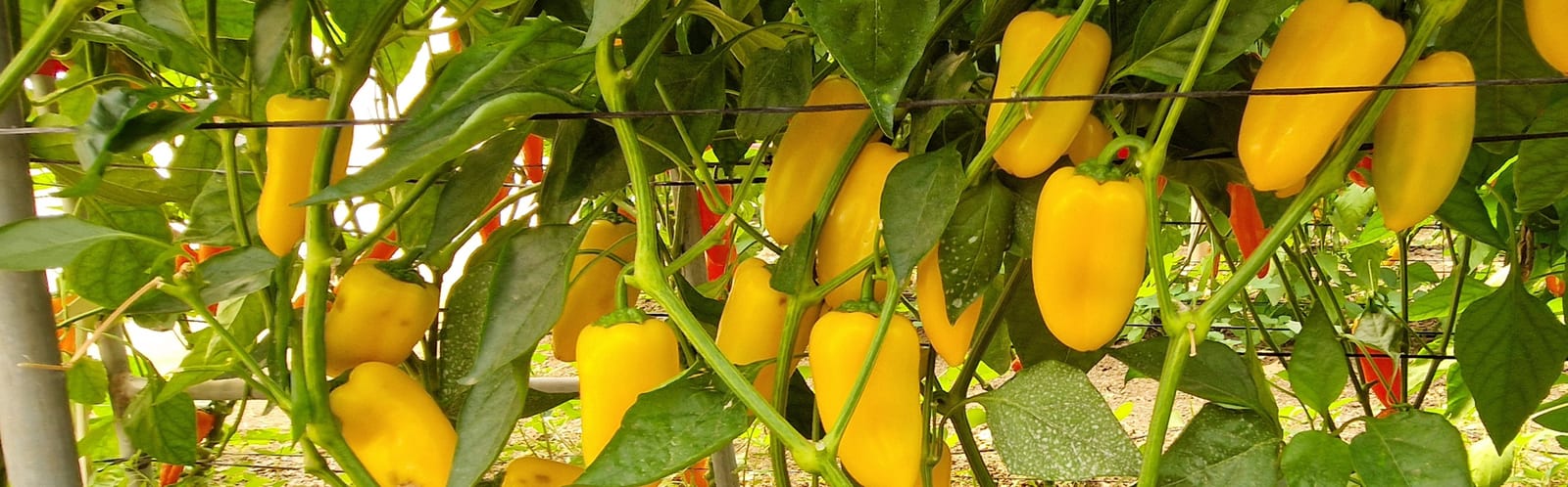 AGP452 Mini Pepper Yellow — ripe fruit, Agriva Seeds variety
