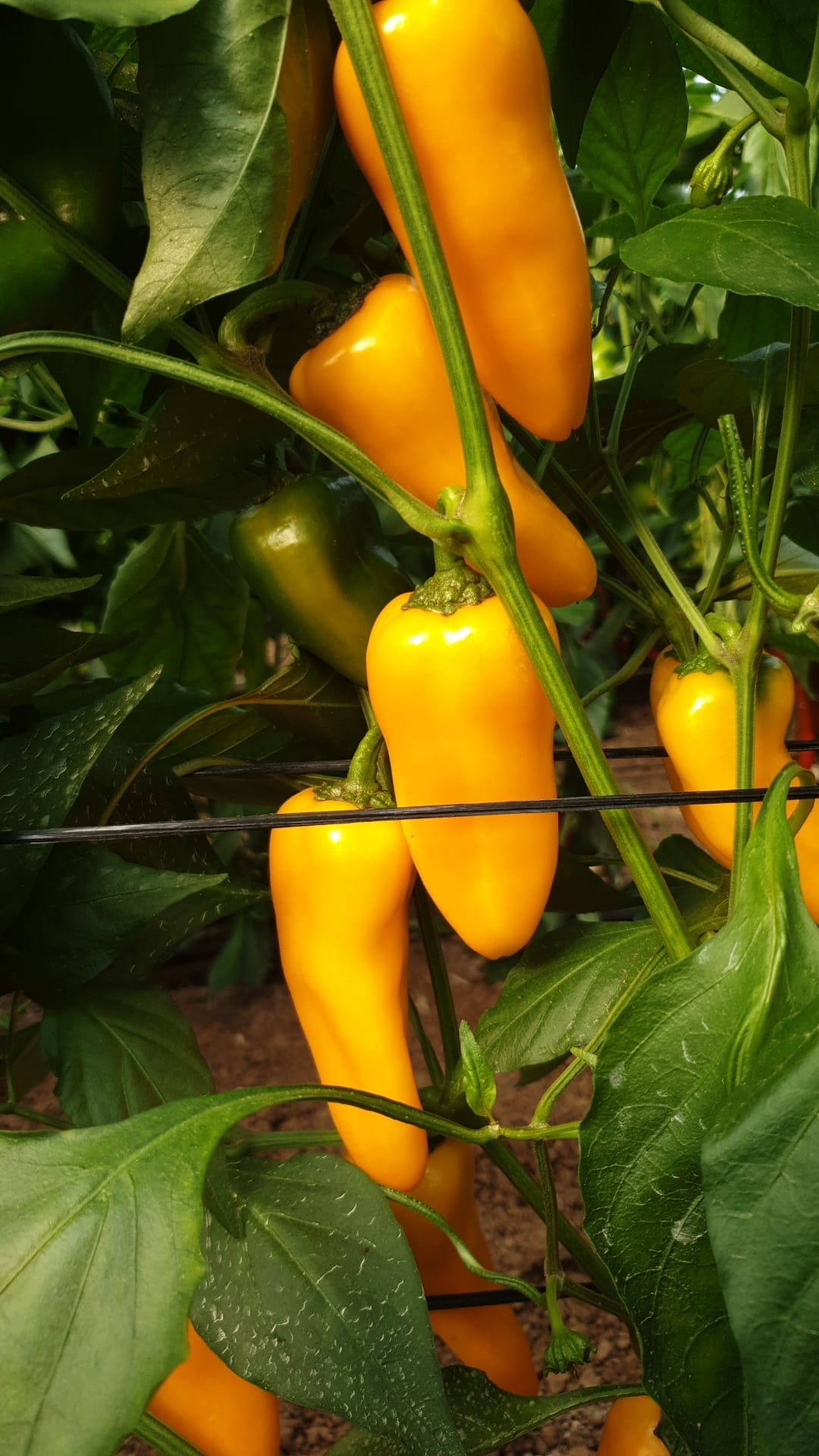 AGP452 Mini Pepper Yellow — view 2 of 3