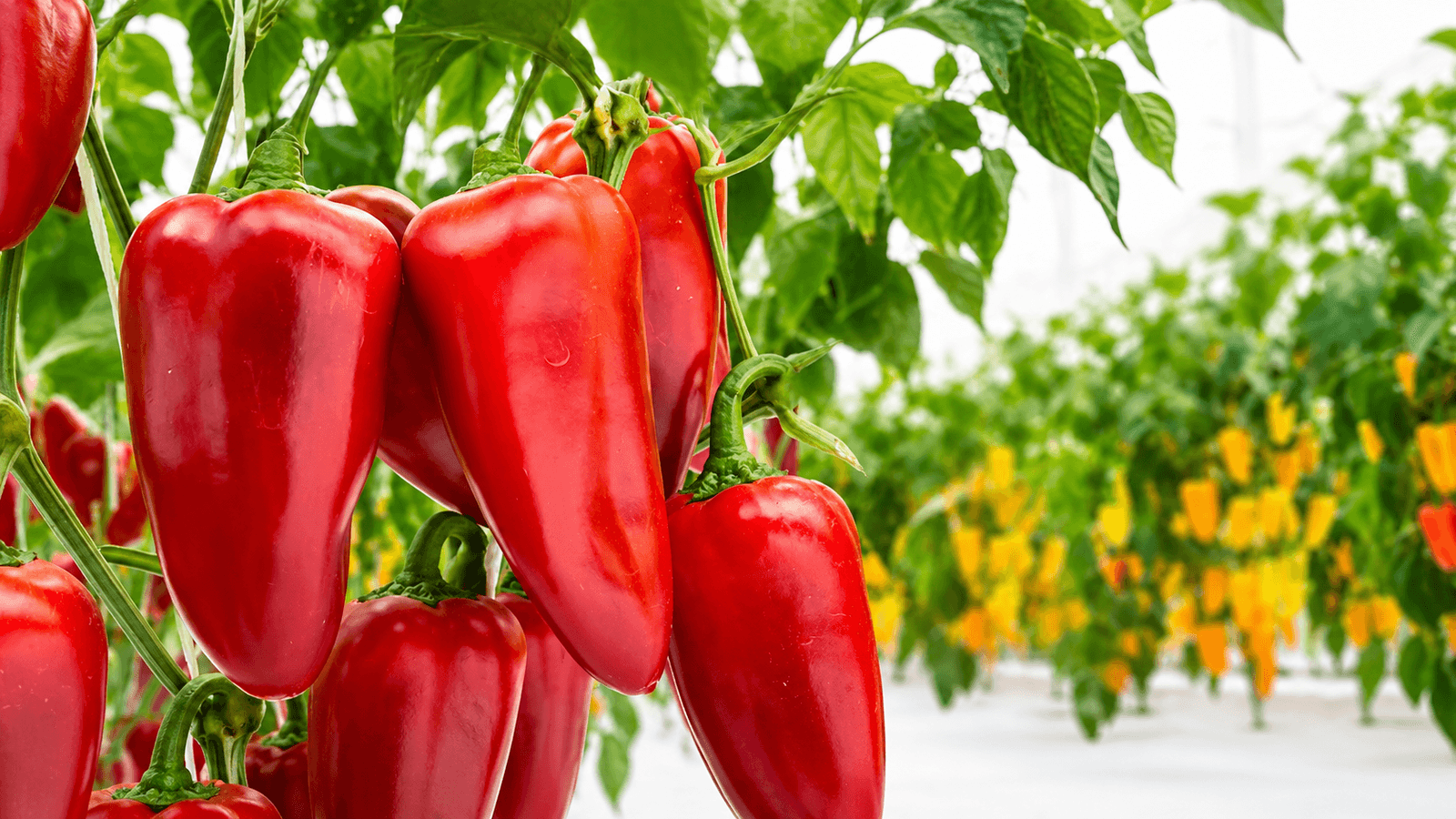 AGP652 Mini Pepper Red — ripe fruit, Agriva Seeds variety