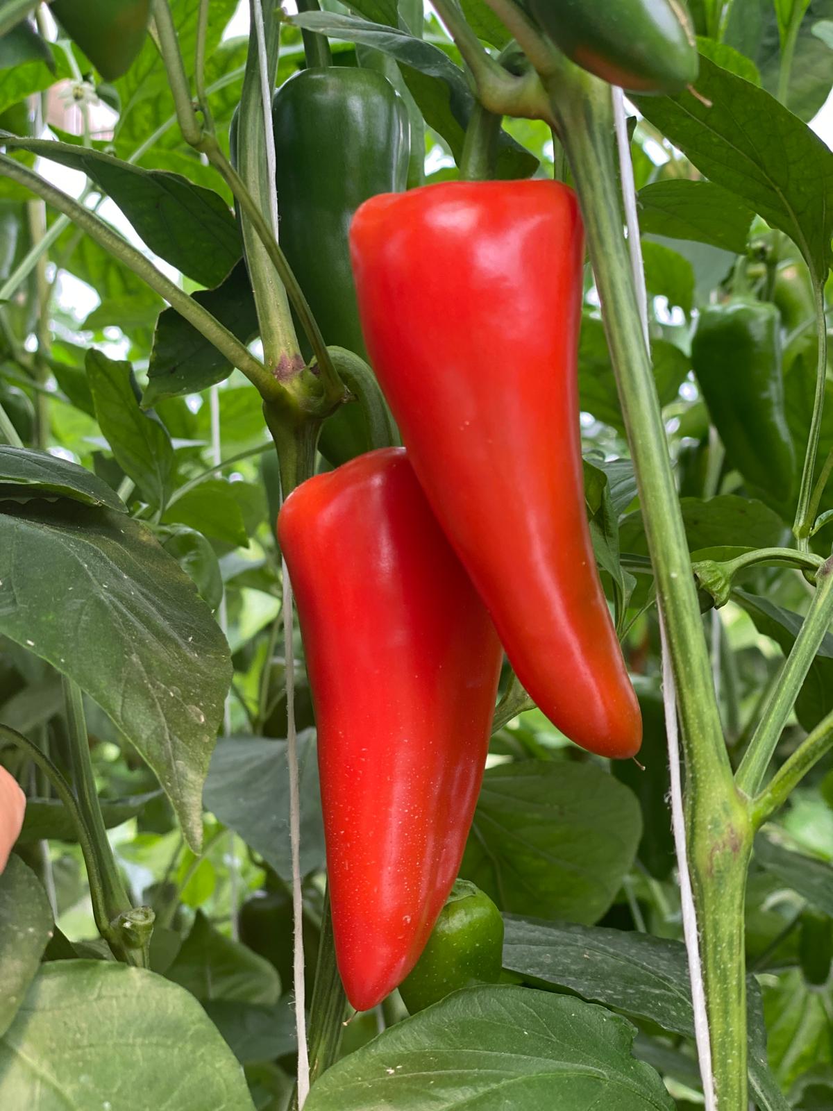 AGP652 Mini Pepper Red — view 3 of 6