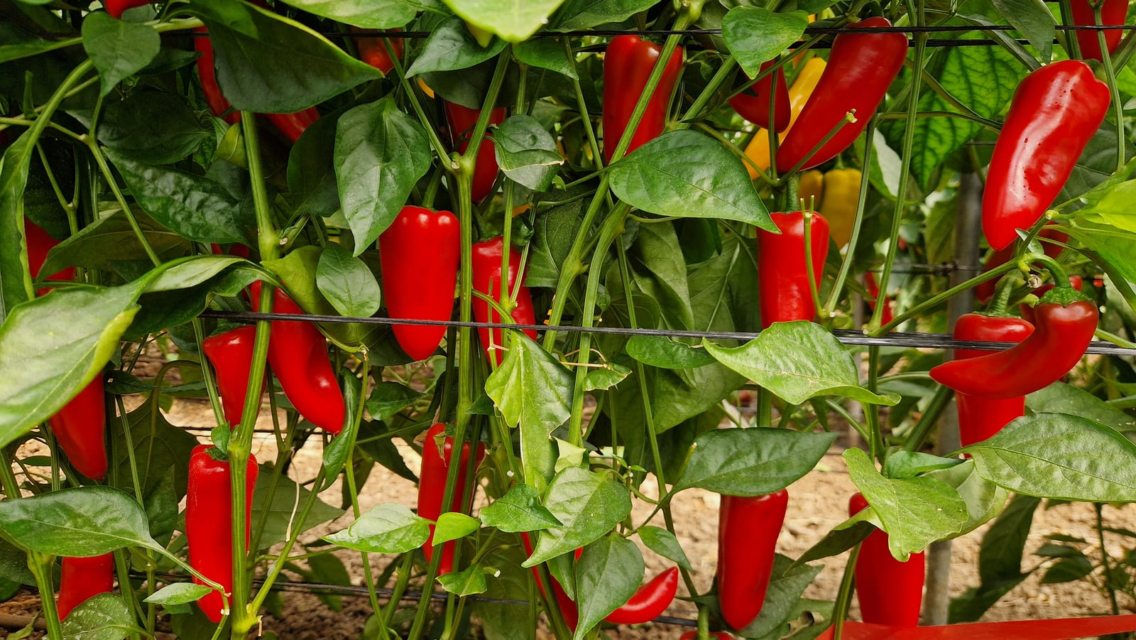 AGP652 Mini Pepper Red — view 4 of 6