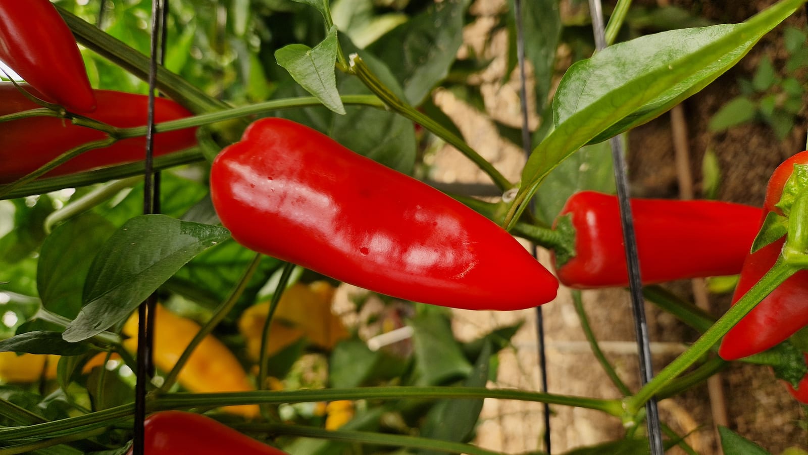 AGP652 Mini Pepper Red — view 5 of 6