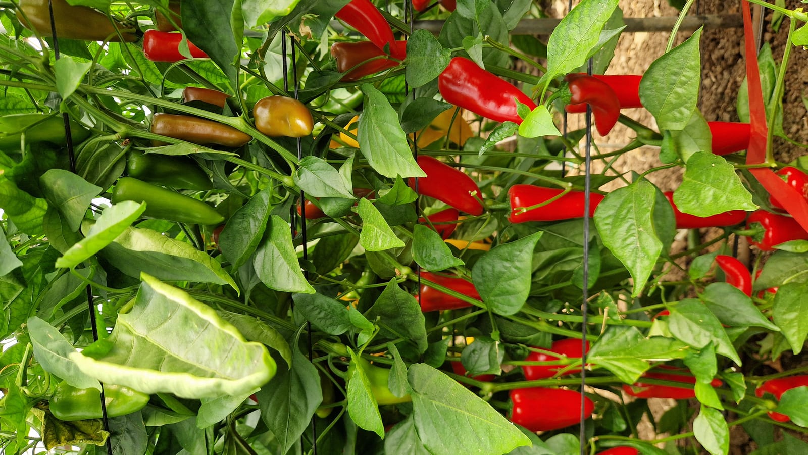 AGP652 Mini Pepper Red — view 6 of 6