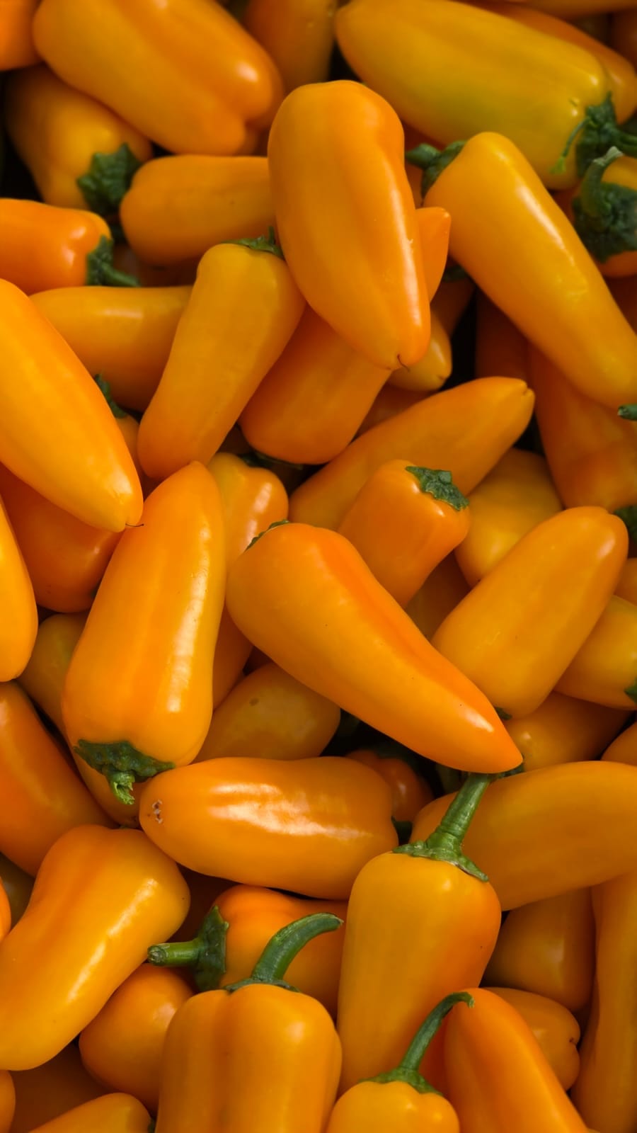 AGP752 Mini Pepper Orange — ripe fruit, Agriva Seeds variety
