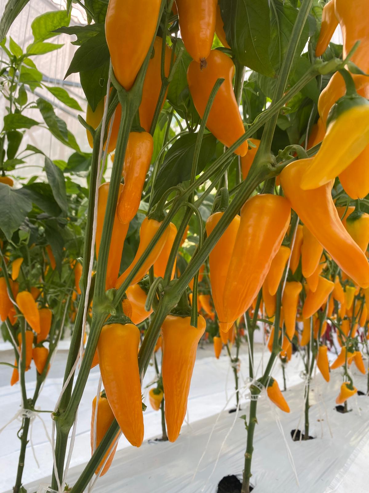 AGP752 Mini Pepper Orange — view 2 of 3