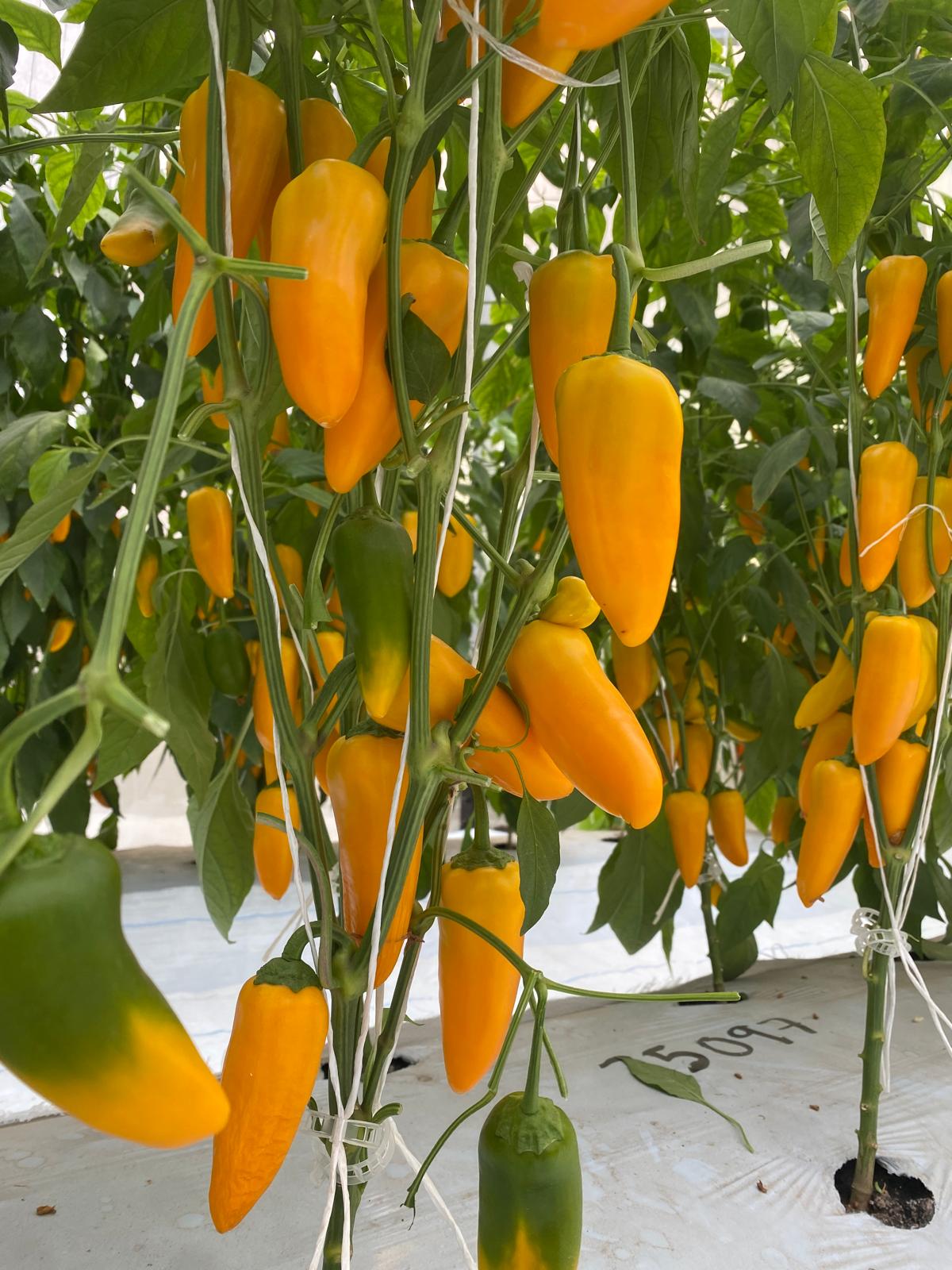 AGP752 Mini Pepper Orange — view 3 of 3