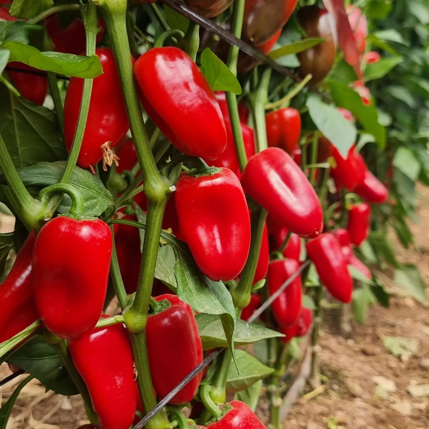 AGP842 Mini Pepper Red — ripe fruit, Agriva Seeds variety