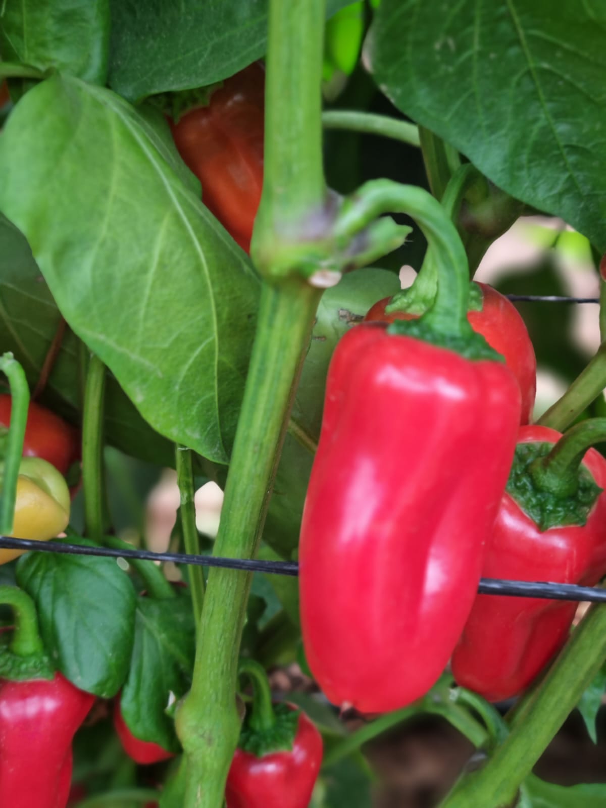 AGP842 Mini Pepper Red — view 2 of 3