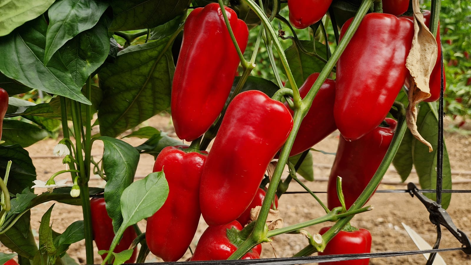 AGP842 Mini Pepper Red — view 3 of 3