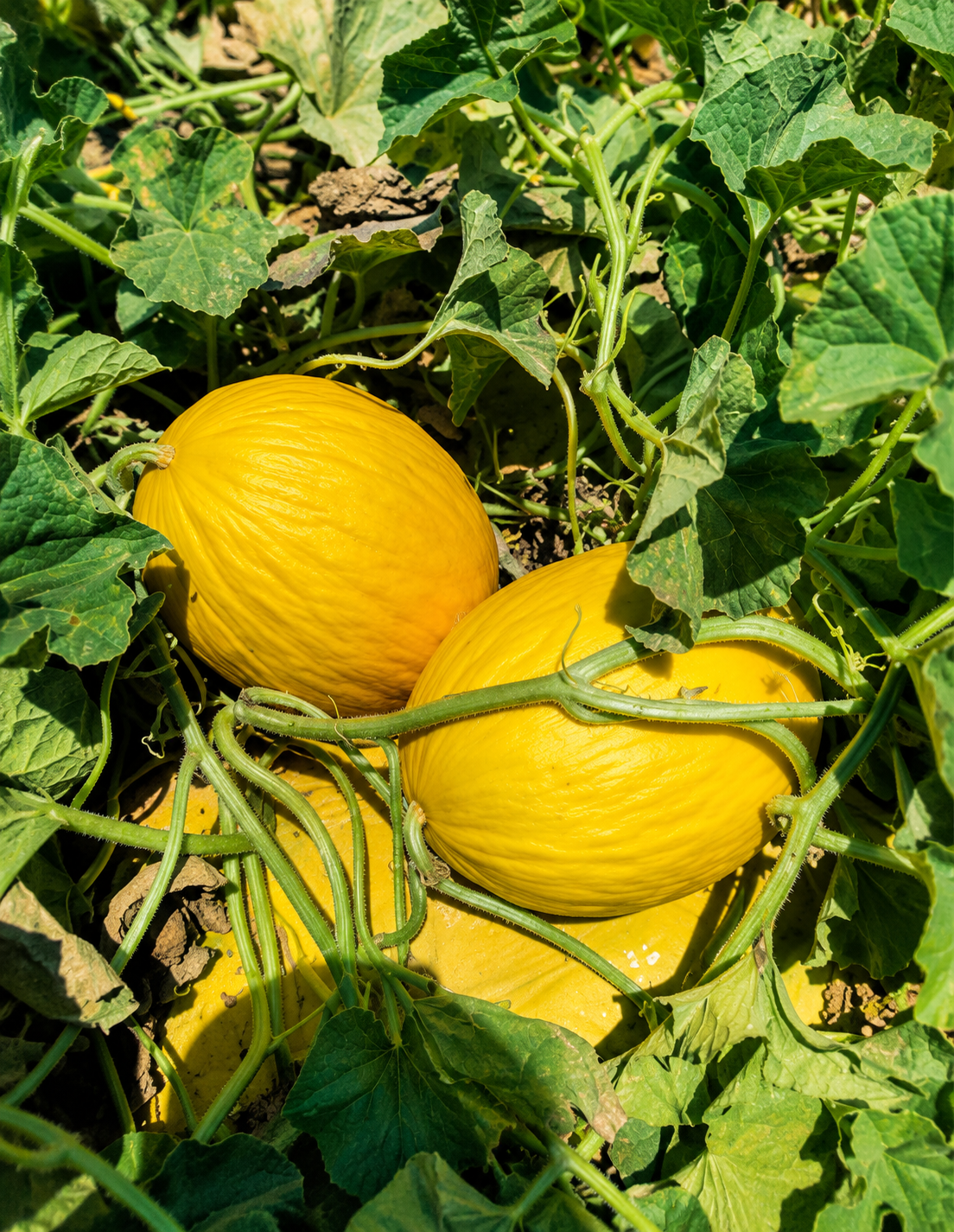 Agriva 436 Melon Yellow Canary — ripe fruit, Agriva Seeds variety