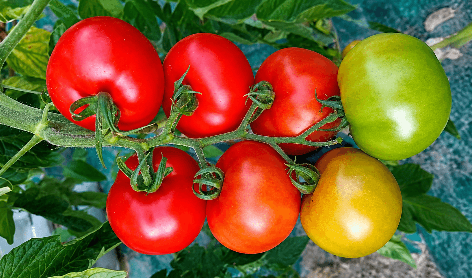 AGT08 Round I Cluster — ripe fruit, Agriva Seeds variety