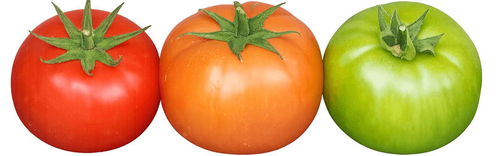 AGT32 Round I Cluster — ripe fruit, Agriva Seeds variety