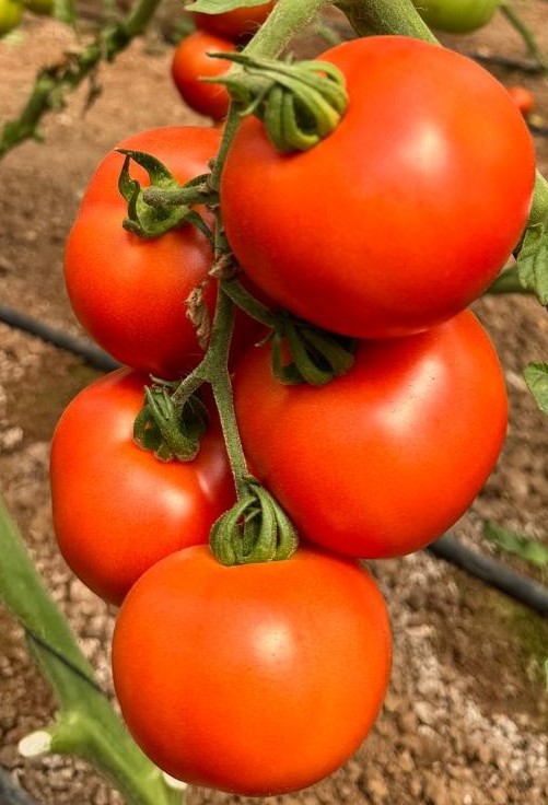 AGT824 Round I Cluster — ripe fruit, Agriva Seeds variety