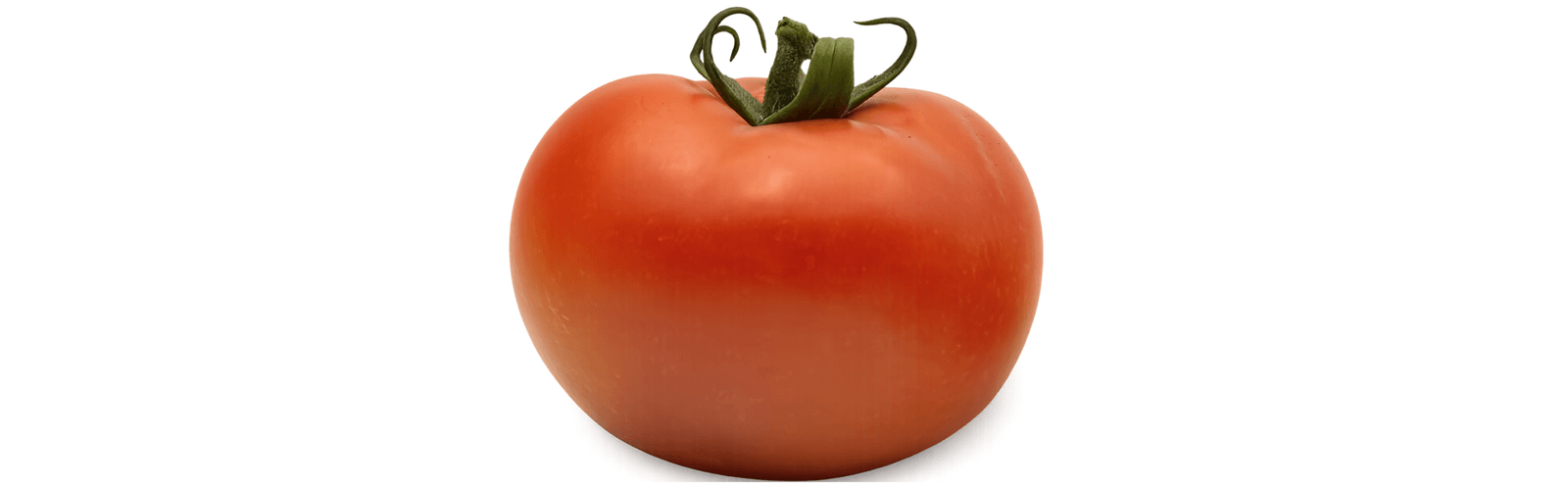 AGT 855 Round I Single — ripe fruit, Agriva Seeds variety