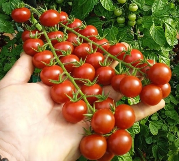 AGTC61 Round Cherry Single — ripe fruit, Agriva Seeds variety