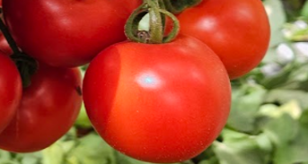 Aria Round I Cluster — ripe fruit, Agriva Seeds variety