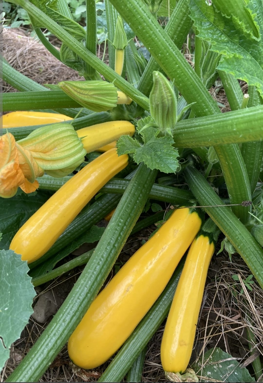 Aurena Zucchini Yellow — ripe fruit, Agriva Seeds variety