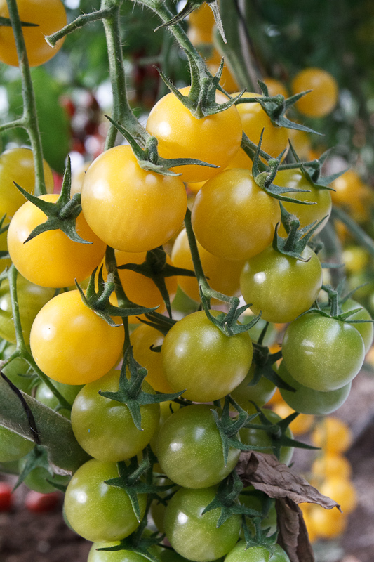 Aurora Yellow Round Cherry — ripe fruit, Agriva Seeds variety