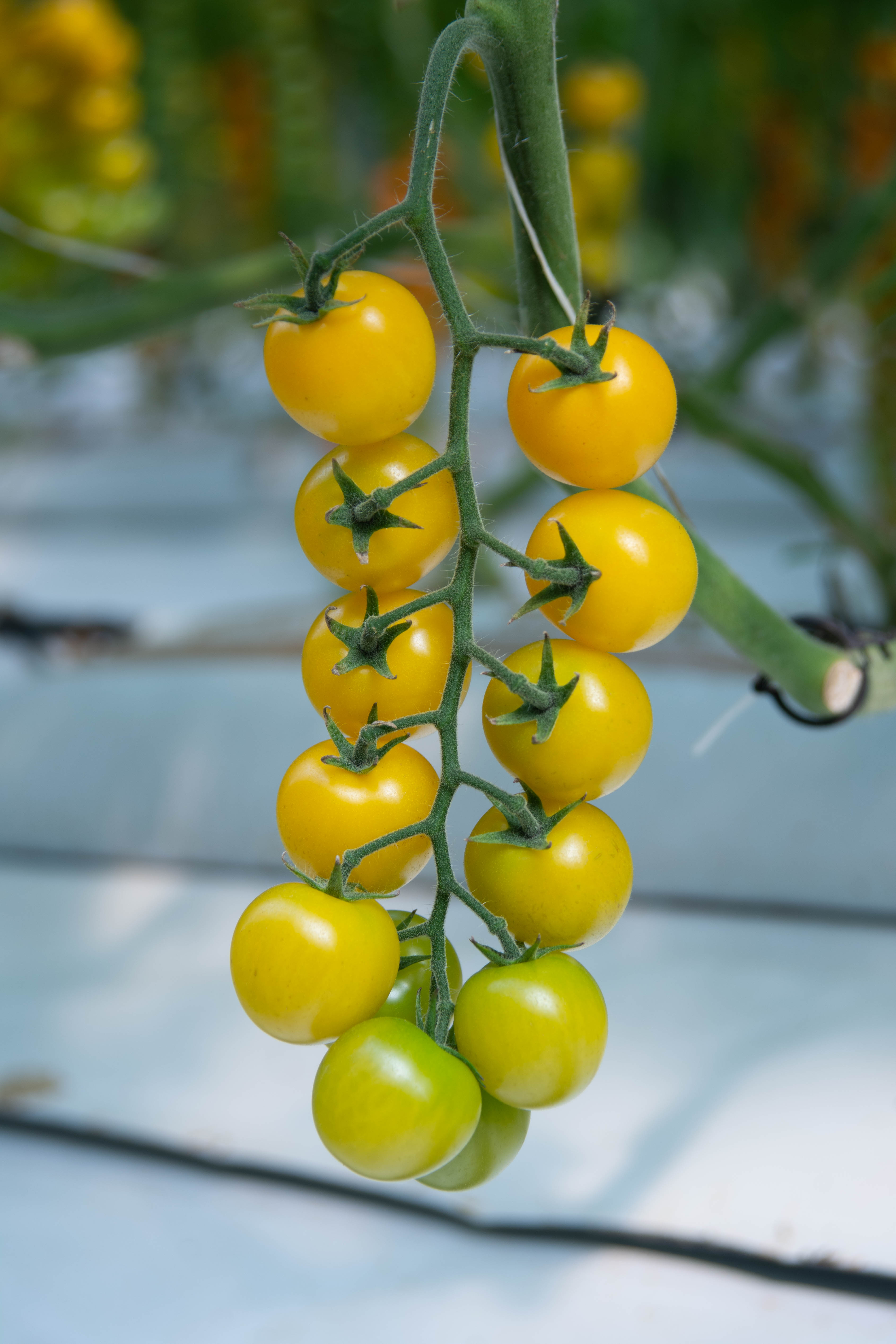 Aurora Yellow Round Cherry — view 2 of 2