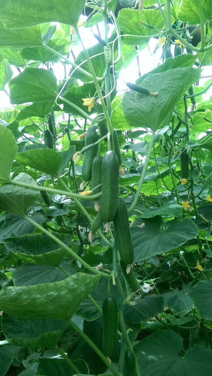 Bambino Cucumber Baby — view 2 of 3