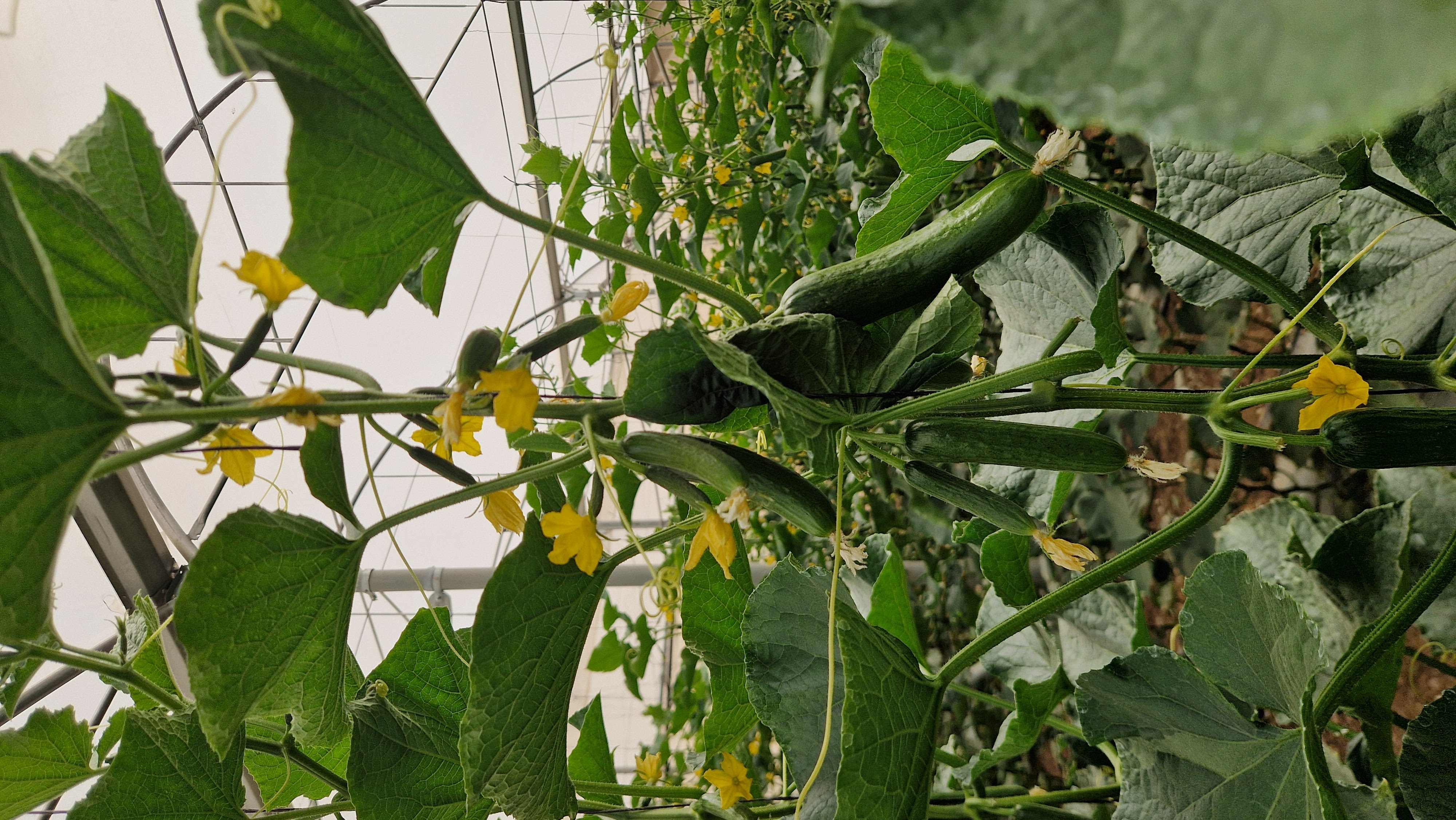 Bambino Cucumber Baby — view 3 of 3