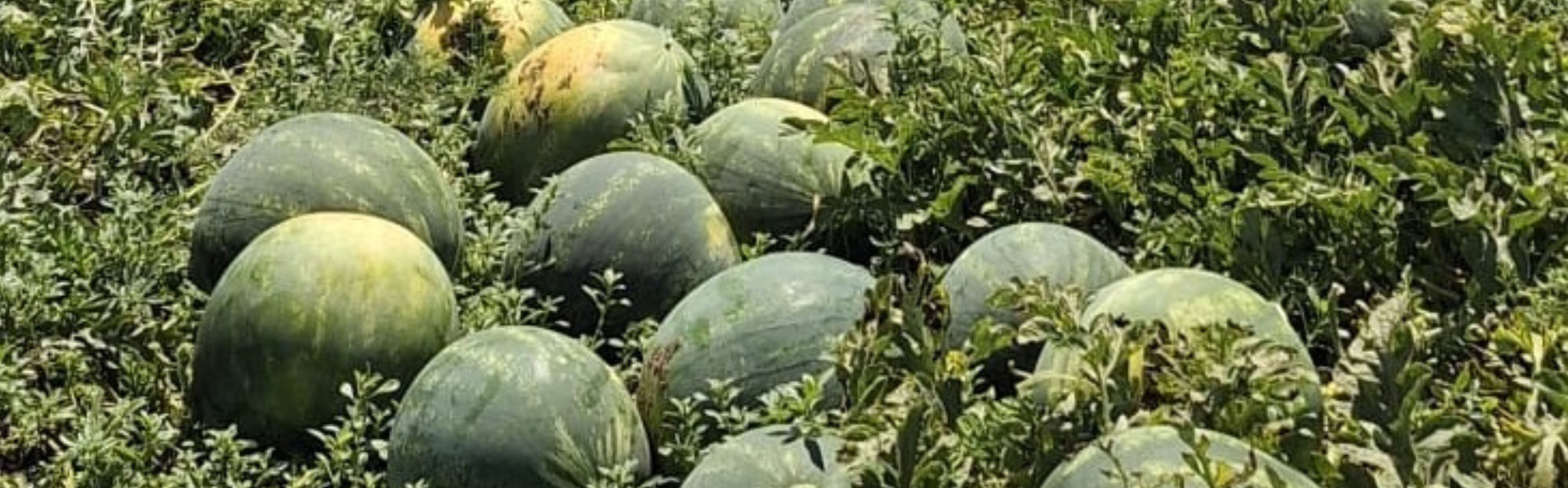 Bellaro Very dark stripes — ripe fruit, Agriva Seeds variety