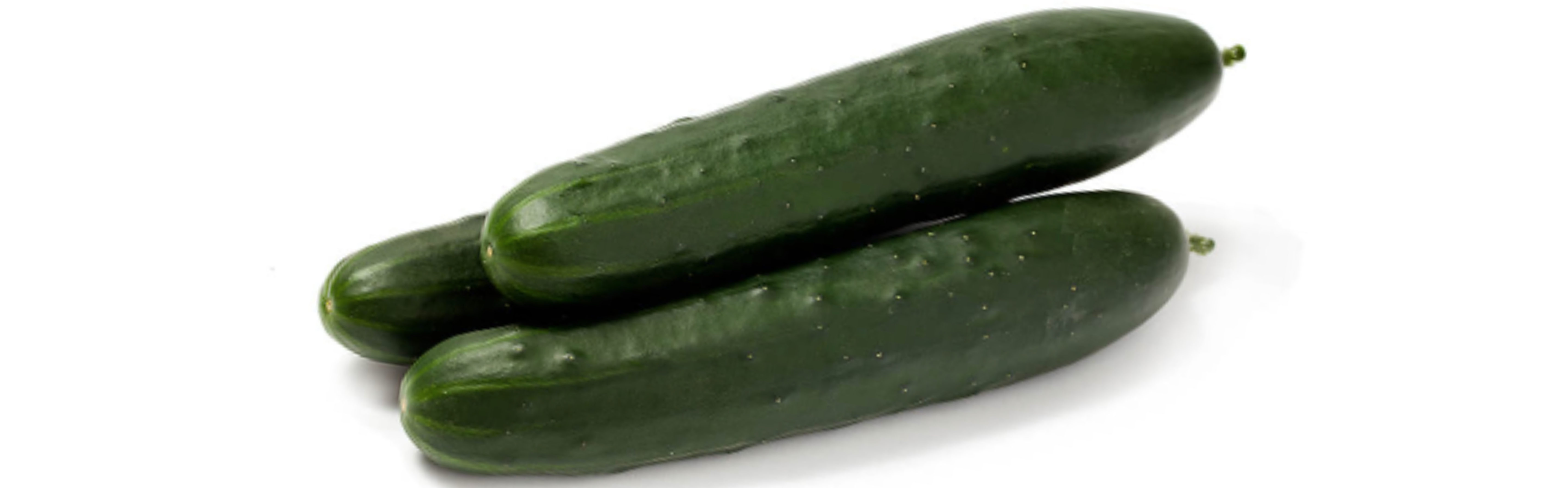 Beno Cucumber Slicer — ripe fruit, Agriva Seeds variety