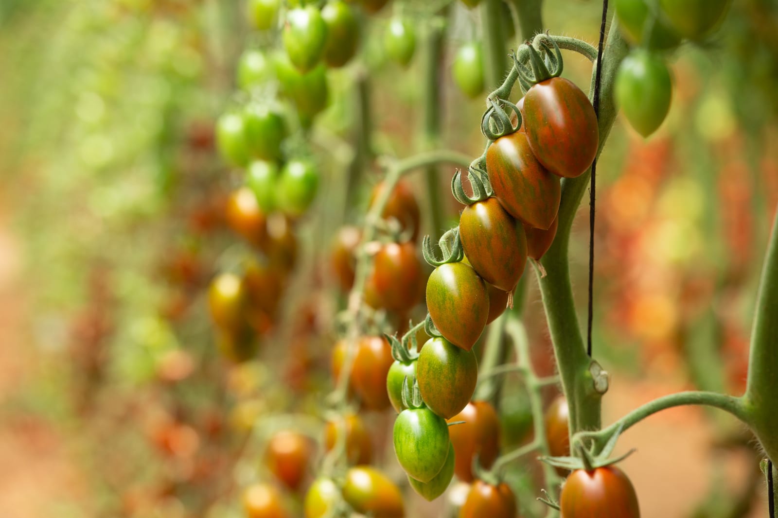 Brunella Zebra Mini Plum Single — ripe fruit, Agriva Seeds variety