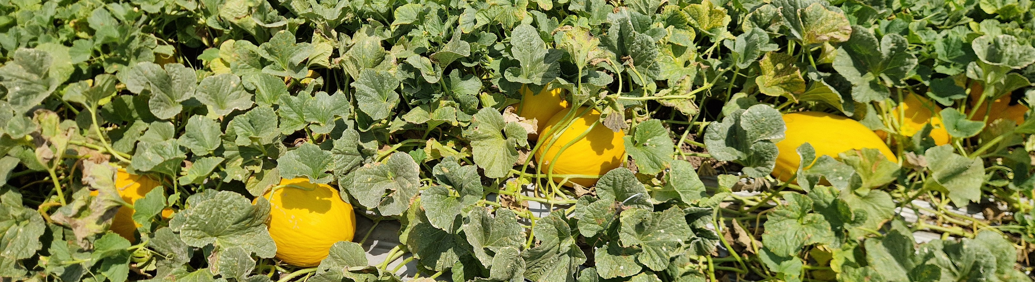 Canarilla Melon Yellow Canary — view 2 of 3